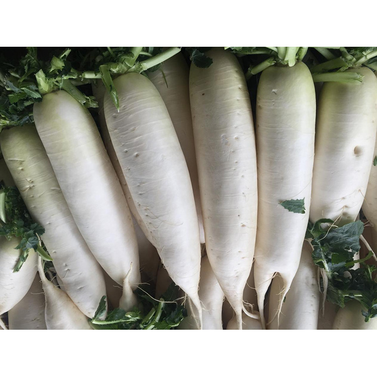 สำรวจคุณค่าทางโภชนาการของ New Crop Fresh Radish เพื่อเสริมสร้างภูมิคุ้มกันและยับยั้งการเติบโตของเซลล์มะเร็ง